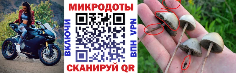 Галлюциногенные грибы Psilocybine cubensis  Белокуриха 